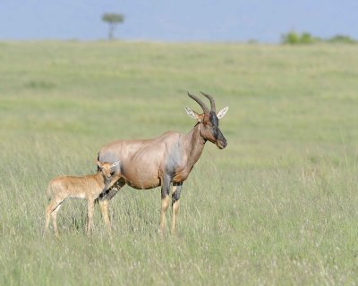 Topi, Female & Calf-011413-Maasai Mara National Reserve, Kenya-#1524.jpg