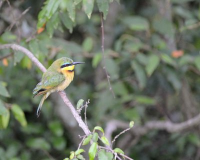 Gallery of Little Bee-eater