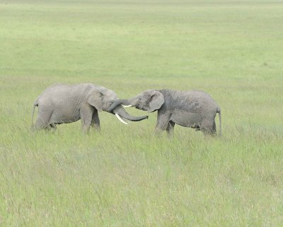 Elephant, African, 2 Herds Greeting-011513-Maasai Mara National Reserve, Kenya-#2294.jpg