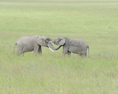 Elephant, African, 2 Herds Greeting-011513-Maasai Mara National Reserve, Kenya-#2296.jpg