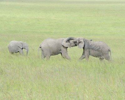 Elephant, African, 2 Herds Greeting-011513-Maasai Mara National Reserve, Kenya-#2300.jpg