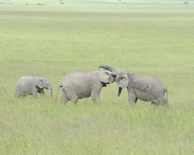 Elephant, African, 2 Herds Greeting-011513-Maasai Mara National Reserve, Kenya-#2302.jpg