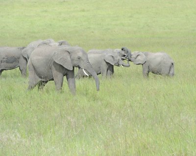 Elephant, African, 2 Herds Greeting-011513-Maasai Mara National Reserve, Kenya-#2347.jpg