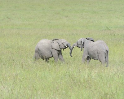 Elephant, African, 2 Herds Greeting-011513-Maasai Mara National Reserve, Kenya-#2452.jpg