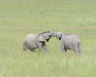 Elephant, African, 2 Herds Greeting-011513-Maasai Mara National Reserve, Kenya-#2458.jpg