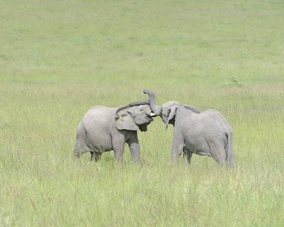 Elephant, African, 2 Herds Greeting-011513-Maasai Mara National Reserve, Kenya-#2462.jpg