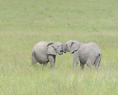 Elephant, African, 2 Herds Greeting-011513-Maasai Mara National Reserve, Kenya-#2467.jpg