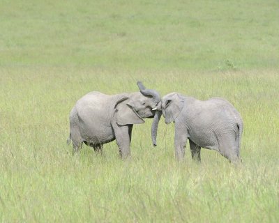 Elephant, African, 2 Herds Greeting-011513-Maasai Mara National Reserve, Kenya-#2478.jpg
