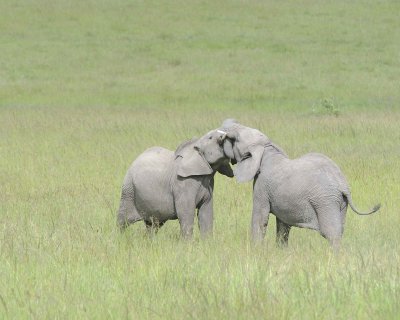 Elephant, African, 2 Herds Greeting-011513-Maasai Mara National Reserve, Kenya-#2482.jpg