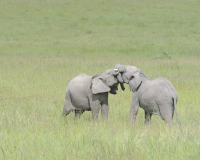 Elephant, African, 2 Herds Greeting-011513-Maasai Mara National Reserve, Kenya-#2483.jpg
