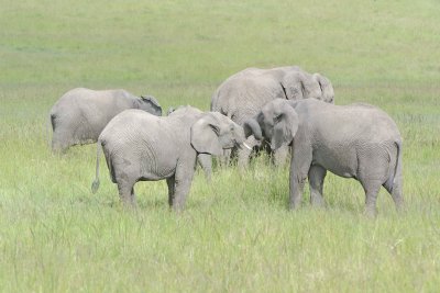 Elephant, African, 2 Herds Greeting-011513-Maasai Mara National Reserve, Kenya-#2504.jpg