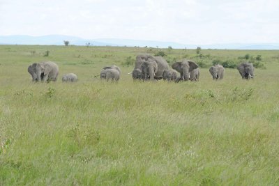 Elephant, African, Herd-011513-Maasai Mara National Reserve, Kenya-#2208.jpg