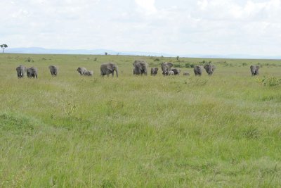 Elephant, African, Herd-011513-Maasai Mara National Reserve, Kenya-#2216.jpg