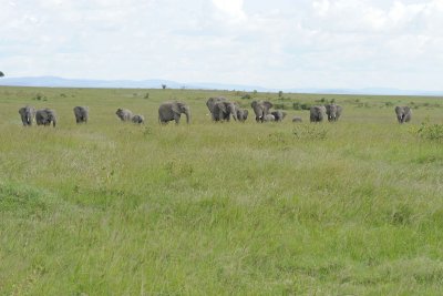 Elephant, African, Herd-011513-Maasai Mara National Reserve, Kenya-#2221.jpg