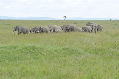 Elephant, African, Herd-011513-Maasai Mara National Reserve, Kenya-#2222.jpg