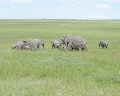 Elephant, African, Herd-011513-Maasai Mara National Reserve, Kenya-#2312.jpg