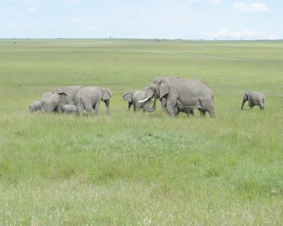 Elephant, African, Herd-011513-Maasai Mara National Reserve, Kenya-#2313.jpg