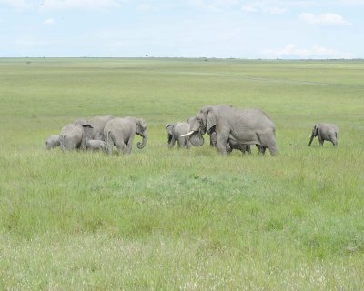 Elephant, African, Herd-011513-Maasai Mara National Reserve, Kenya-#2316.jpg