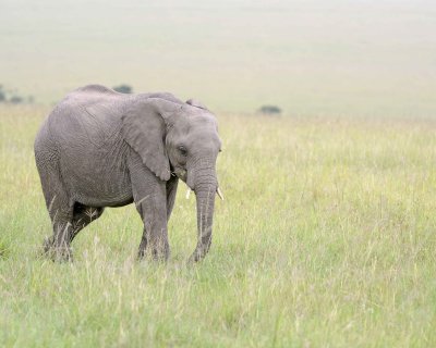 Elephant, African, Juvenile-011513-Maasai Mara National Reserve, Kenya-#0491.jpg