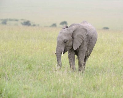 Elephant, African, Juvenile-011513-Maasai Mara National Reserve, Kenya-#0503.jpg