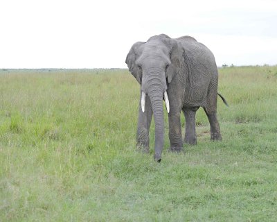 Elephant, African-011513-Maasai Mara National Reserve, Kenya-#0007.jpg