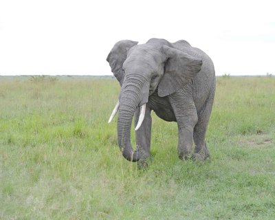 Elephant, African-011513-Maasai Mara National Reserve, Kenya-#0015.jpg