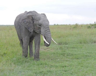 Elephant, African-011513-Maasai Mara National Reserve, Kenya-#0024.jpg