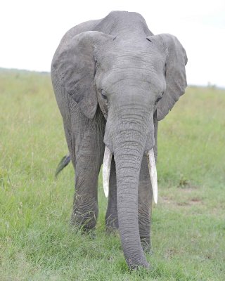 Elephant, African-011513-Maasai Mara National Reserve, Kenya-#0039.jpg