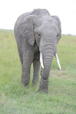 Elephant, African-011513-Maasai Mara National Reserve, Kenya-#0040.jpg