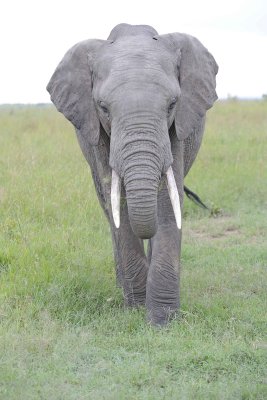 Elephant, African-011513-Maasai Mara National Reserve, Kenya-#0072.jpg