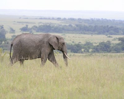 Elephant, African-011513-Maasai Mara National Reserve, Kenya-#0471.jpg