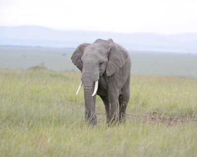 Elephant, African-011513-Maasai Mara National Reserve, Kenya-#0531.jpg