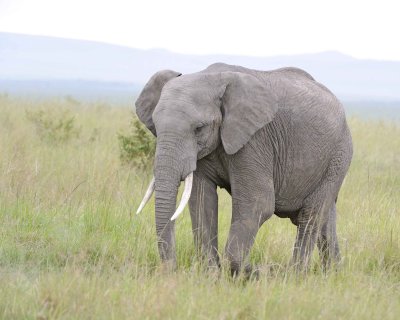 Elephant, African-011513-Maasai Mara National Reserve, Kenya-#0537.jpg