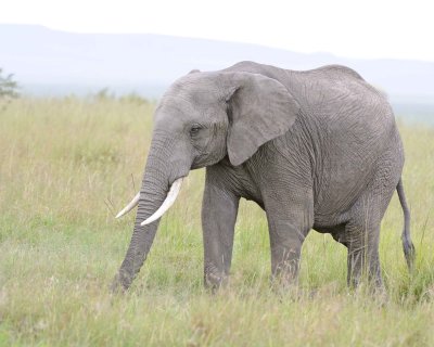 Elephant, African-011513-Maasai Mara National Reserve, Kenya-#0541.jpg