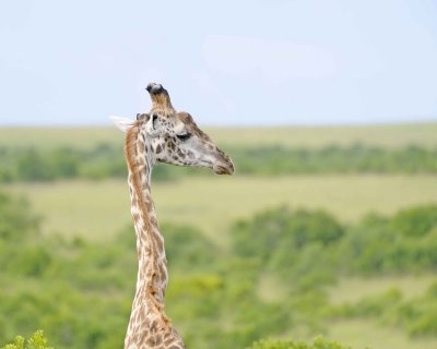 Giraffe, Maasai, Head-011513-Maasai Mara National Reserve, Kenya-#2562.jpg