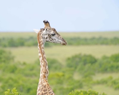 Giraffe, Maasai-011513-Maasai Mara National Reserve, Kenya-#2555.jpg