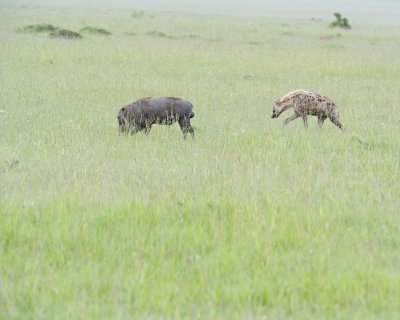 Hyena, Spotted & Warthog-011513-Maasai Mara National Reserve, Kenya-#1301.jpg