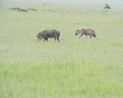 Hyena, Spotted & Warthog-011513-Maasai Mara National Reserve, Kenya-#1304.jpg