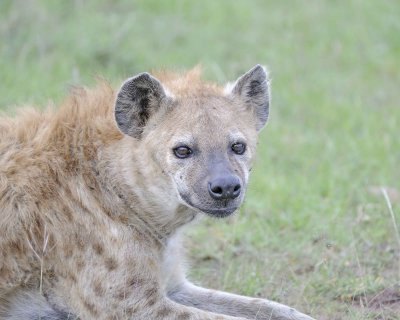Hyena, Spotted, Head-011513-Maasai Mara National Reserve, Kenya-#1101.jpg