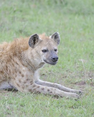 Hyena, Spotted, Head-011513-Maasai Mara National Reserve, Kenya-#1121.jpg