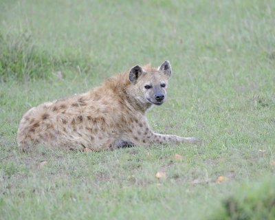 Hyena, Spotted-011513-Maasai Mara National Reserve, Kenya-#0970.jpg