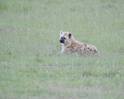 Hyena, Spotted-011513-Maasai Mara National Reserve, Kenya-#0980.jpg