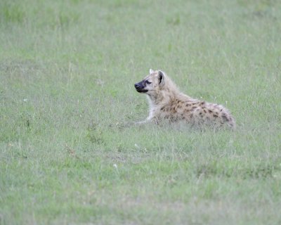 Hyena, Spotted-011513-Maasai Mara National Reserve, Kenya-#0983.jpg