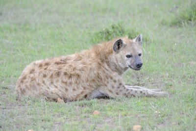Hyena, Spotted-011513-Maasai Mara National Reserve, Kenya-#1060.jpg