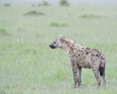Hyena, Spotted-011513-Maasai Mara National Reserve, Kenya-#1139.jpg