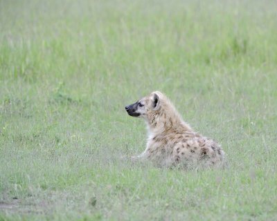 Hyena, Spotted-011513-Maasai Mara National Reserve, Kenya-#1149.jpg