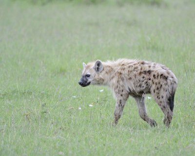 Hyena, Spotted-011513-Maasai Mara National Reserve, Kenya-#1167.jpg