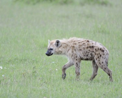 Hyena, Spotted-011513-Maasai Mara National Reserve, Kenya-#1168.jpg