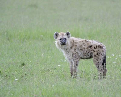 Hyena, Spotted-011513-Maasai Mara National Reserve, Kenya-#1183.jpg