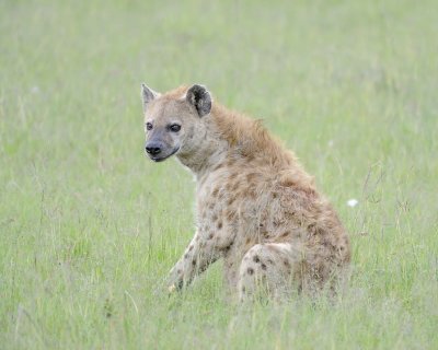 Hyena, Spotted-011513-Maasai Mara National Reserve, Kenya-#1311.jpg